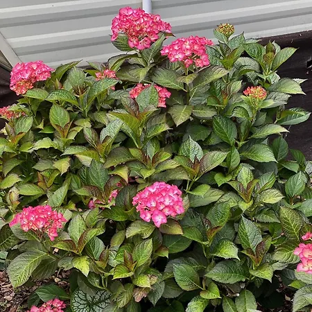 Lodge Delux W Helu *