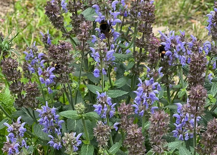 Lodge Delux W Helu *