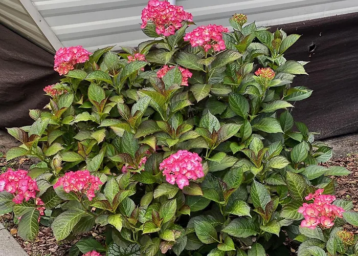 Lodge Delux W Helu *